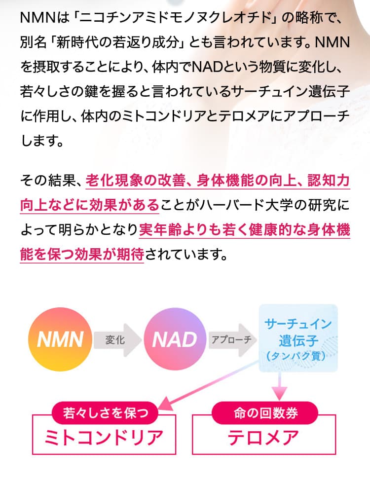 サーチュイン遺伝子(タンパク質)/若々しさを保つミトコンドリア/命の回数券テロメア、